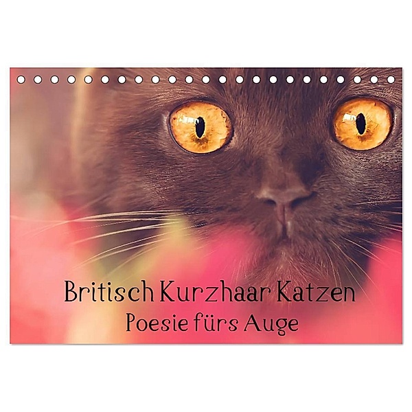 Britisch Kurzhaar Katzen - Poesie fürs Auge (Tischkalender 2024 DIN A5 quer), CALVENDO Monatskalender, Janina Bürger Wabi-Sabi Tierfotografie