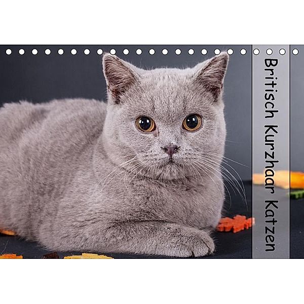 Britisch Kurzhaar Katzen (Tischkalender 2017 DIN A5 quer), Gabriela Wejat-Zaretzke