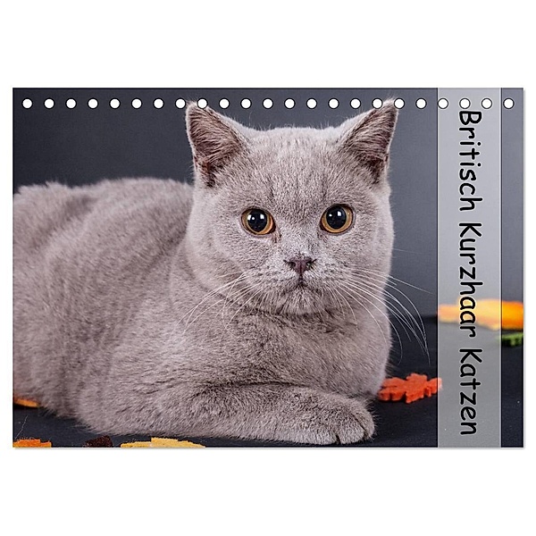 Britisch Kurzhaar Katzen (Tischkalender 2024 DIN A5 quer), CALVENDO Monatskalender, Gabriela Wejat-Zaretzke