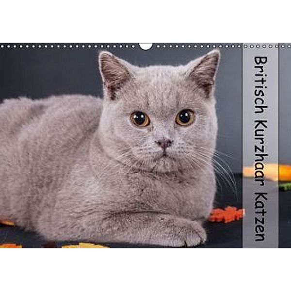 Britisch Kurzhaar Katzen (Wandkalender 2016 DIN A3 quer), Gabriela Wejat-Zaretzke