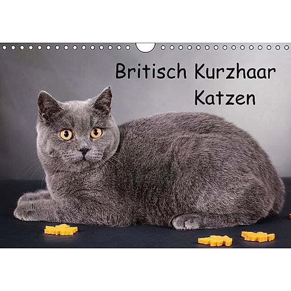 Britisch Kurzhaar Katzen (Wandkalender 2016 DIN A4 quer), Gabriela Wejat-Zaretzke