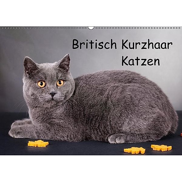 Britisch Kurzhaar Katzen (Wandkalender 2017 DIN A2 quer), Gabriela Wejat-Zaretzke