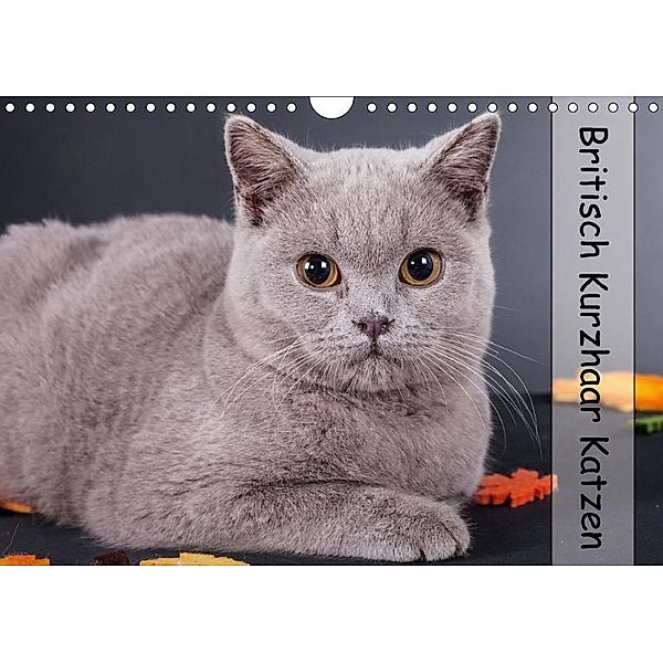 Britisch Kurzhaar Katzen (Wandkalender 2017 DIN A4 quer), Gabriela Wejat-Zaretzke