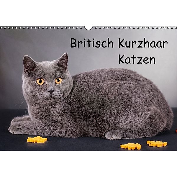 Britisch Kurzhaar Katzen (Wandkalender 2018 DIN A3 quer), Gabriela Wejat-Zaretzke