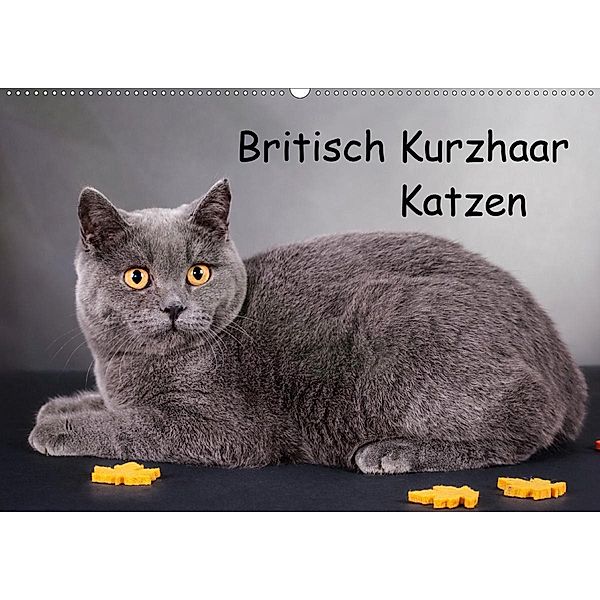 Britisch Kurzhaar Katzen (Wandkalender 2020 DIN A2 quer), Gabriela Wejat-Zaretzke
