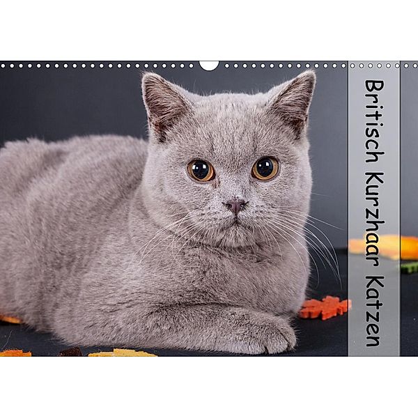 Britisch Kurzhaar Katzen (Wandkalender 2021 DIN A3 quer), Gabriela Wejat-Zaretzke