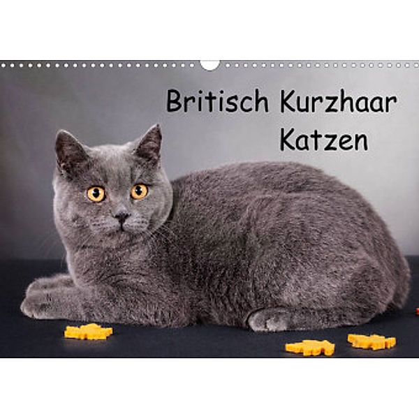 Britisch Kurzhaar Katzen (Wandkalender 2022 DIN A3 quer), Gabriela Wejat-Zaretzke