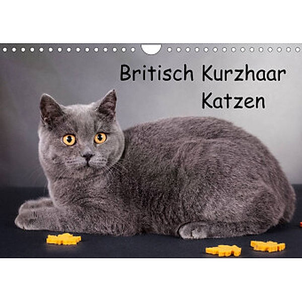 Britisch Kurzhaar Katzen (Wandkalender 2022 DIN A4 quer), Gabriela Wejat-Zaretzke
