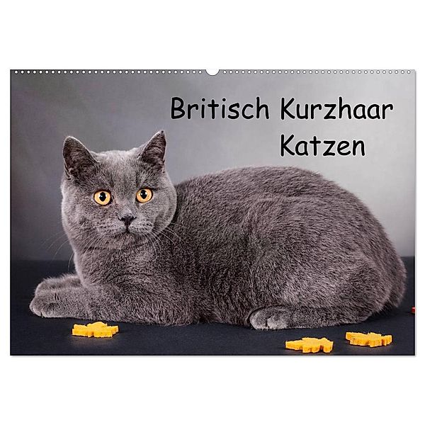 Britisch Kurzhaar Katzen (Wandkalender 2024 DIN A2 quer), CALVENDO Monatskalender, Gabriela Wejat-Zaretzke