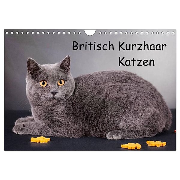 Britisch Kurzhaar Katzen (Wandkalender 2024 DIN A4 quer), CALVENDO Monatskalender, Gabriela Wejat-Zaretzke