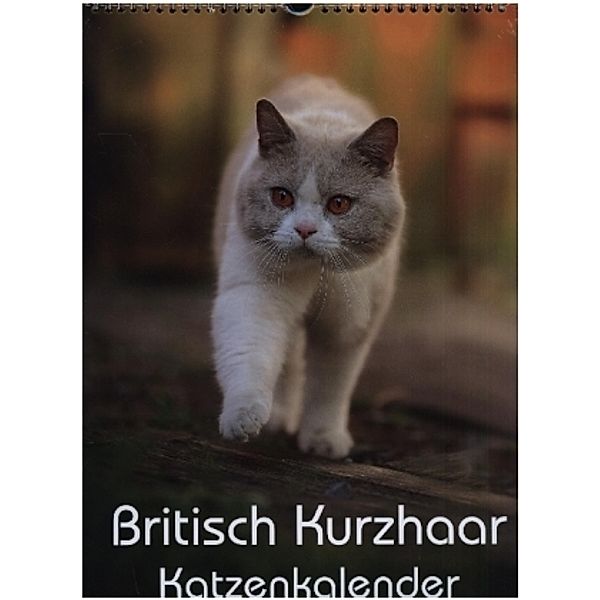 Britisch Kurzhaar Katzenkalender (Wandkalender 2022 DIN A3 hoch), Nicole Noack