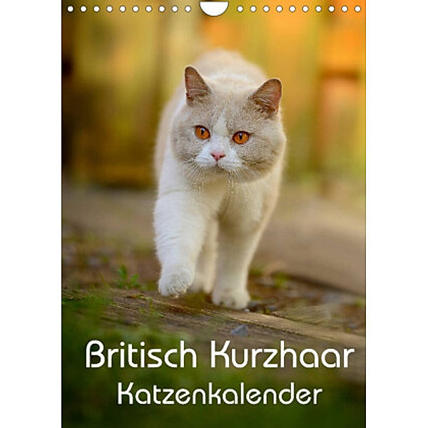 Britisch Kurzhaar Katzenkalender (Wandkalender 2022 DIN A4 hoch), Nicole Noack