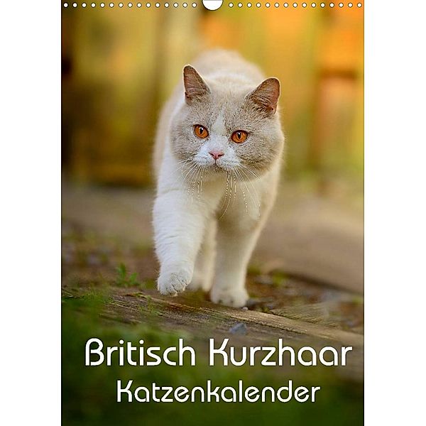 Britisch Kurzhaar Katzenkalender (Wandkalender 2023 DIN A3 hoch), Nicole Noack