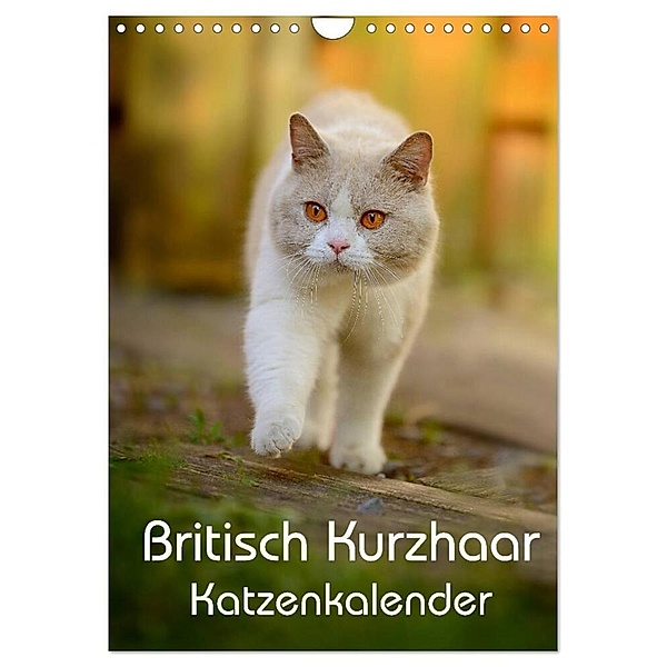 Britisch Kurzhaar Katzenkalender (Wandkalender 2024 DIN A4 hoch), CALVENDO Monatskalender, Nicole Noack