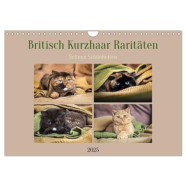 Britisch Kurzhaar Raritäten - seltene Schönheiten (Wandkalender 2025 DIN A4 quer), CALVENDO Monatskalender, Calvendo, Janina Bürger