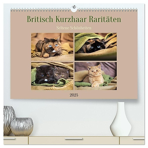 Britisch Kurzhaar Raritäten - seltene Schönheiten (hochwertiger Premium Wandkalender 2025 DIN A2 quer), Kunstdruck in Hochglanz, Calvendo, Janina Bürger
