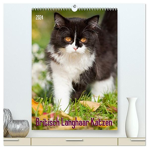 Britisch Langhaar Katzen (hochwertiger Premium Wandkalender 2024 DIN A2 hoch), Kunstdruck in Hochglanz, Judith dzierzawa