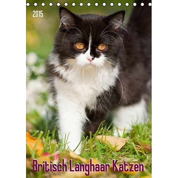 Britisch Langhaar Katzen (Tischkalender 2015 DIN A5 hoch), Judith dzierzawa