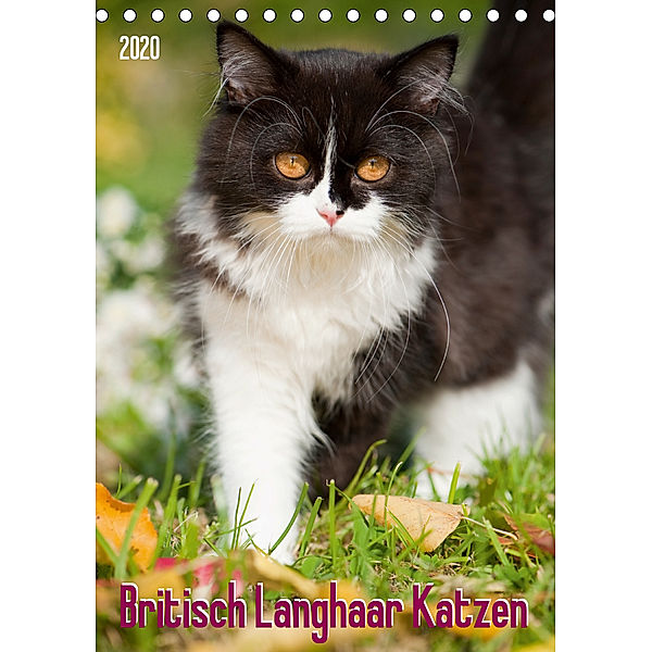 Britisch Langhaar Katzen (Tischkalender 2020 DIN A5 hoch), Judith dzierzawa