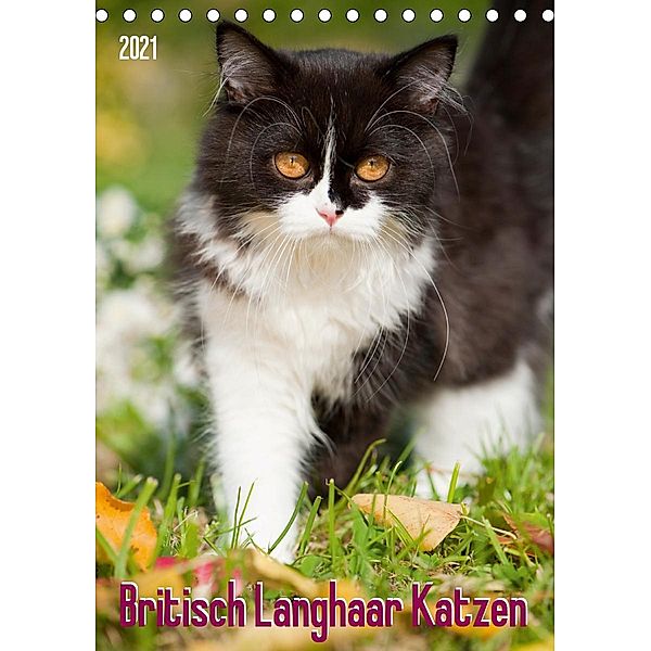 Britisch Langhaar Katzen (Tischkalender 2021 DIN A5 hoch), Judith dzierzawa