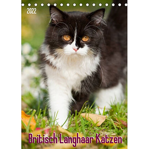 Britisch Langhaar Katzen (Tischkalender 2022 DIN A5 hoch), Judith dzierzawa