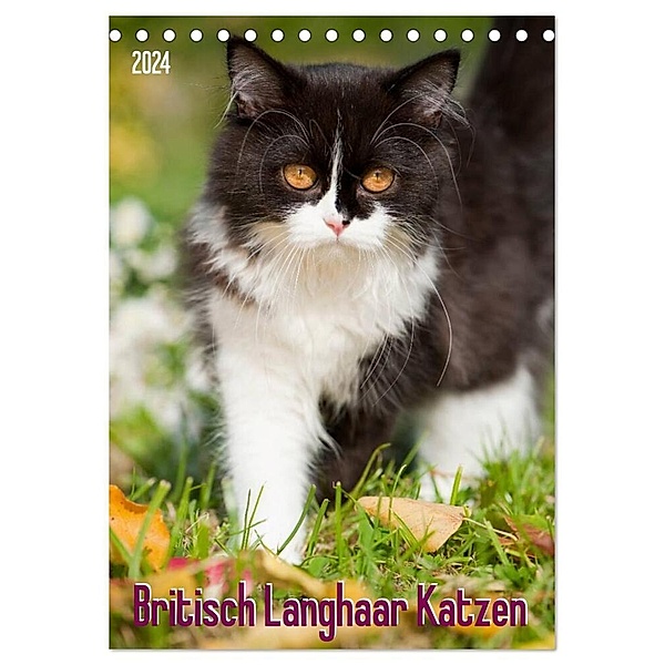 Britisch Langhaar Katzen (Tischkalender 2024 DIN A5 hoch), CALVENDO Monatskalender, Judith dzierzawa