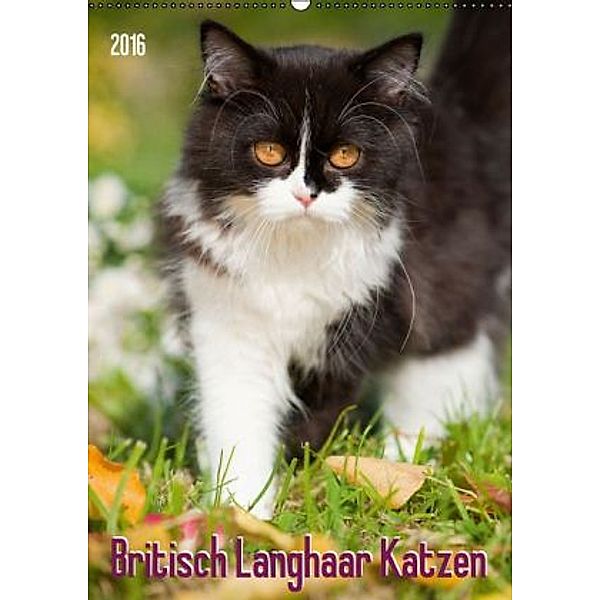 Britisch Langhaar Katzen (Wandkalender 2016 DIN A2 hoch), Judith dzierzawa