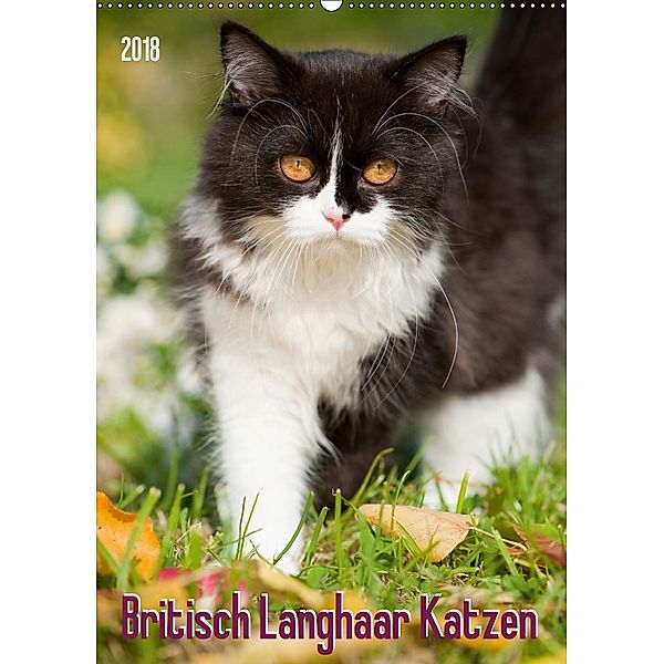 Britisch Langhaar Katzen (Wandkalender 2018 DIN A2 hoch) Dieser erfolgreiche Kalender wurde dieses Jahr mit gleichen Bil, Judith dzierzawa