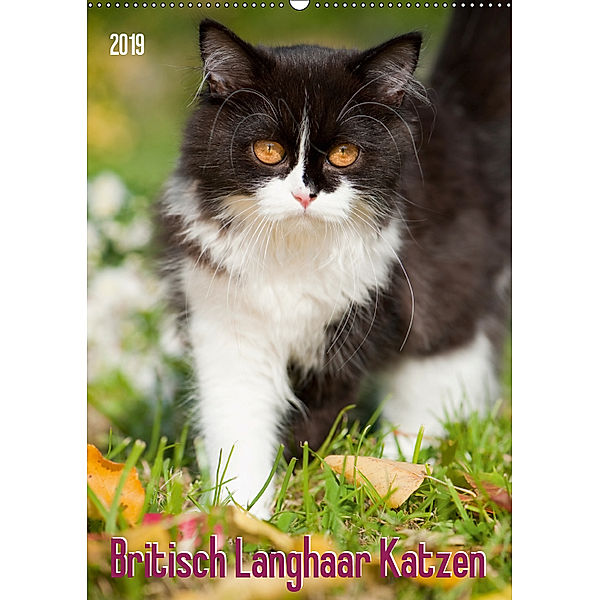 Britisch Langhaar Katzen (Wandkalender 2019 DIN A2 hoch), Judith dzierzawa