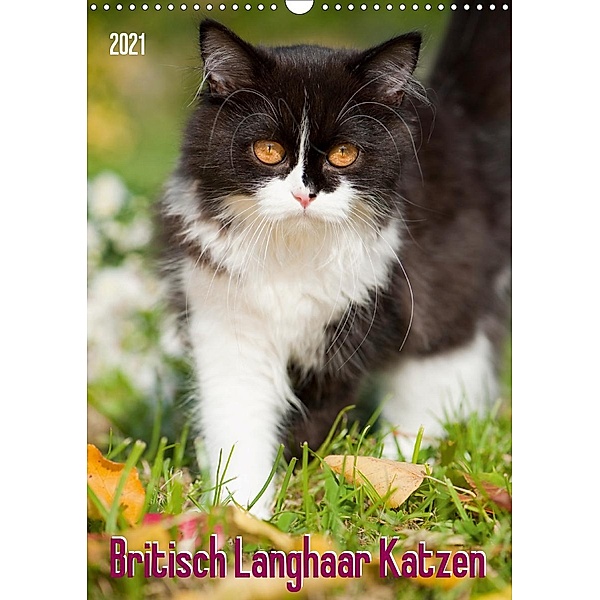 Britisch Langhaar Katzen (Wandkalender 2021 DIN A3 hoch), Judith dzierzawa