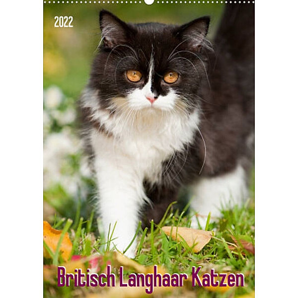 Britisch Langhaar Katzen (Wandkalender 2022 DIN A2 hoch), Judith dzierzawa