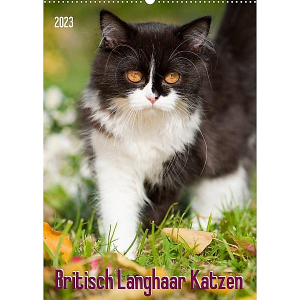 Britisch Langhaar Katzen (Wandkalender 2023 DIN A2 hoch), Judith dzierzawa