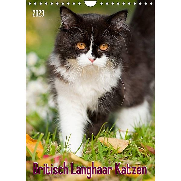Britisch Langhaar Katzen (Wandkalender 2023 DIN A4 hoch), Judith dzierzawa