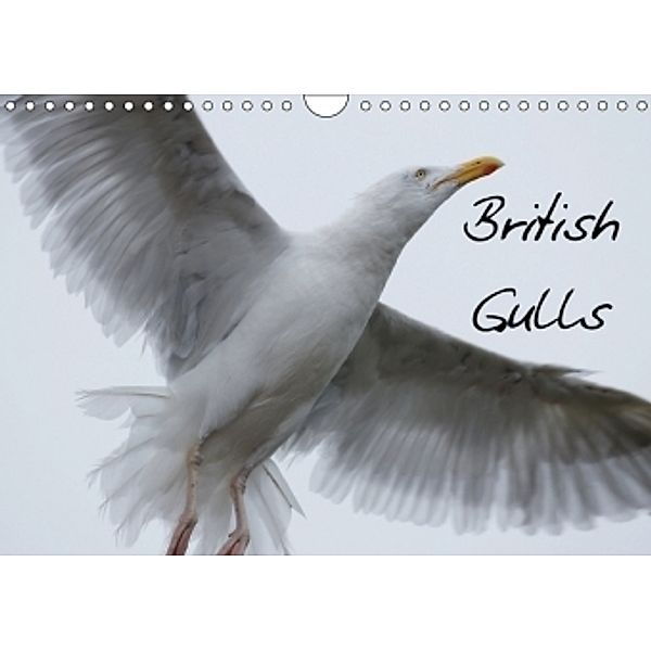 British Gulls (Wall Calendar 2017 DIN A4 Landscape), PixAl
