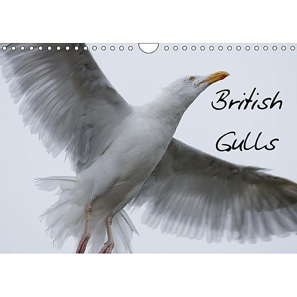 British Gulls (Wall Calendar 2019 DIN A4 Landscape), PixAl