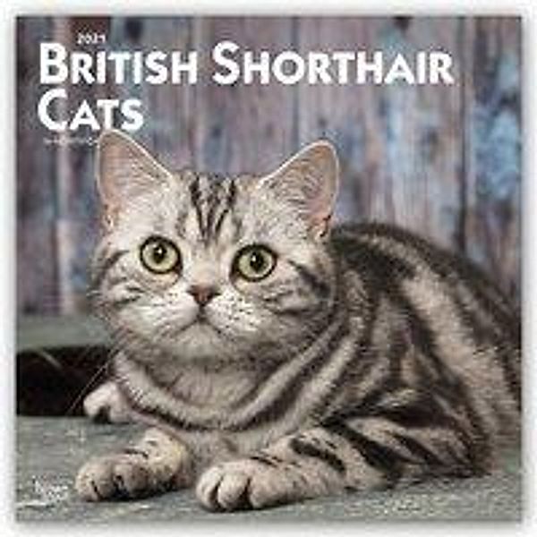 British Shorthair Cats - Britische Kurzhaarkatzen 2021 - 16-Monatskalender, BrownTrout Publisher