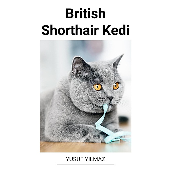 British Shorthair Kedi, Yusuf Yilmaz