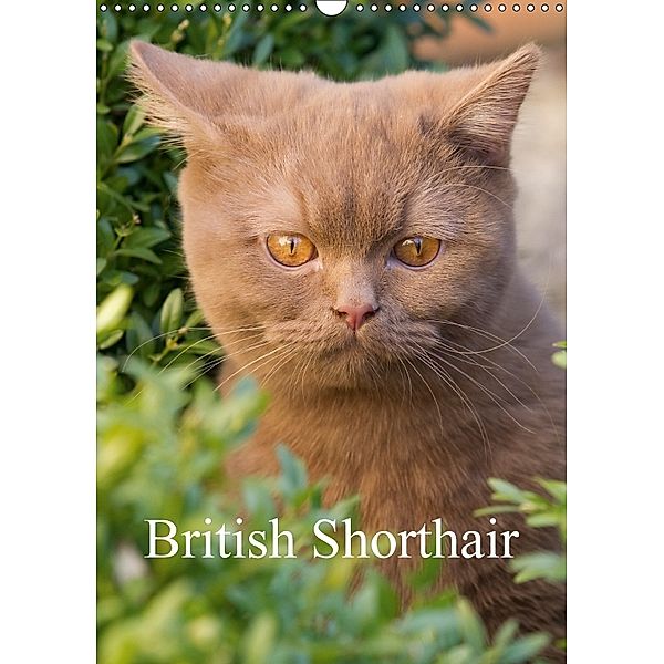 British Shorthair (Wall Calendar 2018 DIN A3 Portrait), Verena Scholze