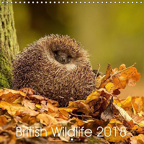 British Wildlife 2018 (Wall Calendar 2018 300 × 300 mm Square), Mark Bridger