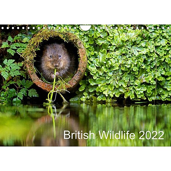 British Wildlife 2022 (Wall Calendar 2022 DIN A4 Landscape), mark bridger