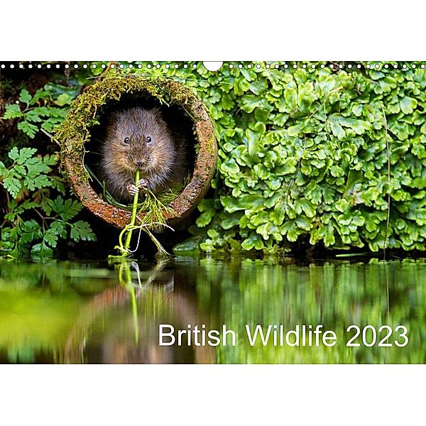 British Wildlife 2023 (Wall Calendar 2023 DIN A3 Landscape), mark bridger