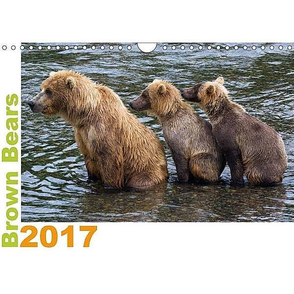 Brown Bears 2017 UK-Version (Wall Calendar 2017 DIN A4 Landscape), Max Steinwald