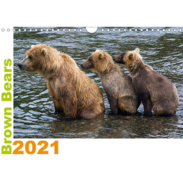 Brown Bears 2021 UK-Version (Wall Calendar 2021 DIN A4 Landscape), Max Steinwald