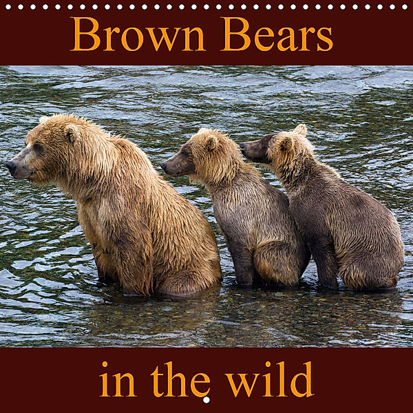 Brown Bears in the wild (Wall Calendar 2019 300 × 300 mm Square), Max Steinwald