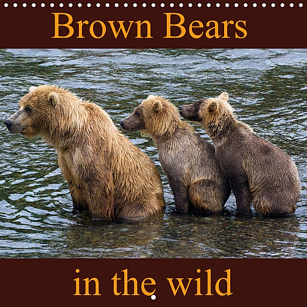 Brown Bears in the wild (Wall Calendar 2023 300 × 300 mm Square), Max Steinwald