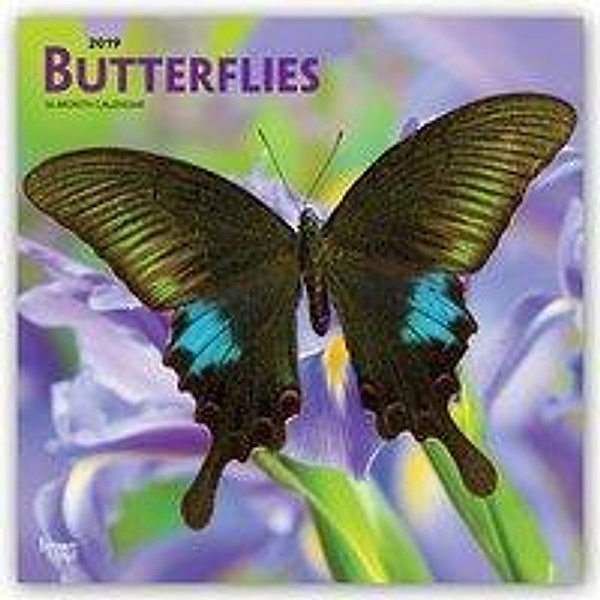 Browntrout Publishers, I: Butterflies 2019 Square Wall Calen, Inc Browntrout Publishers