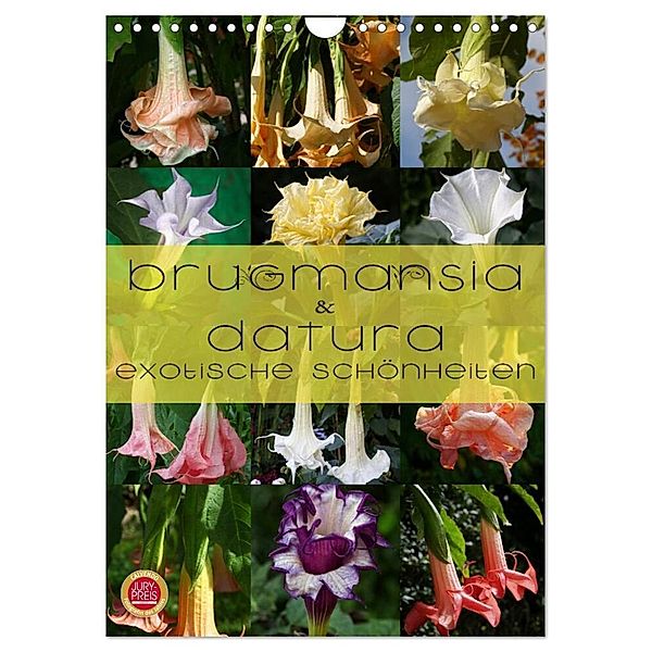 Brugmansia & Datura - Exotische Schönheiten (Wandkalender 2024 DIN A4 hoch), CALVENDO Monatskalender, Martina Cross