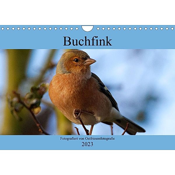 Buchfink - Fotografiert von Ostfriesenfotografie (Wandkalender 2023 DIN A4 quer), Christina Betten - Ostfriesenfotografie