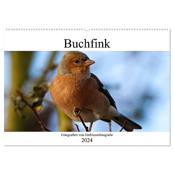 Buchfink - Fotografiert von Ostfriesenfotografie (Wandkalender 2024 DIN A2 quer), CALVENDO Monatskalender, Christina Betten - Ostfriesenfotografie