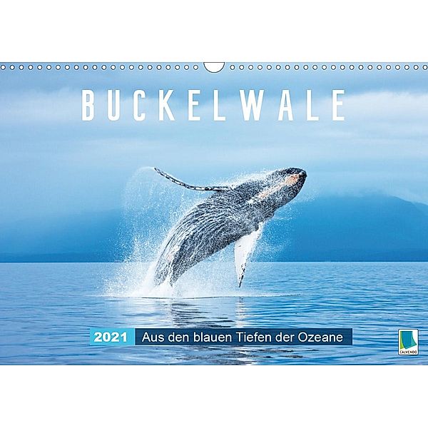 Buckelwale: Aus den blauen Tiefen der Ozeane (Wandkalender 2021 DIN A3 quer), Calvendo